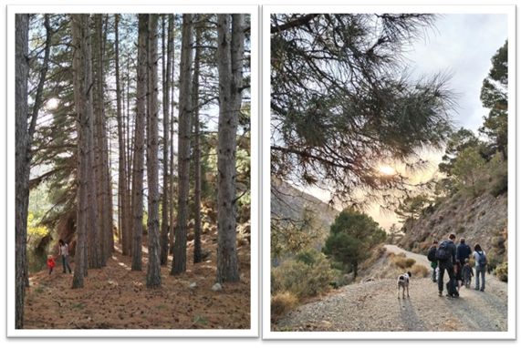 Alcaucín botanical route